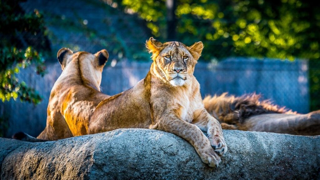 Zoo Záhřeb v Chorvatsku